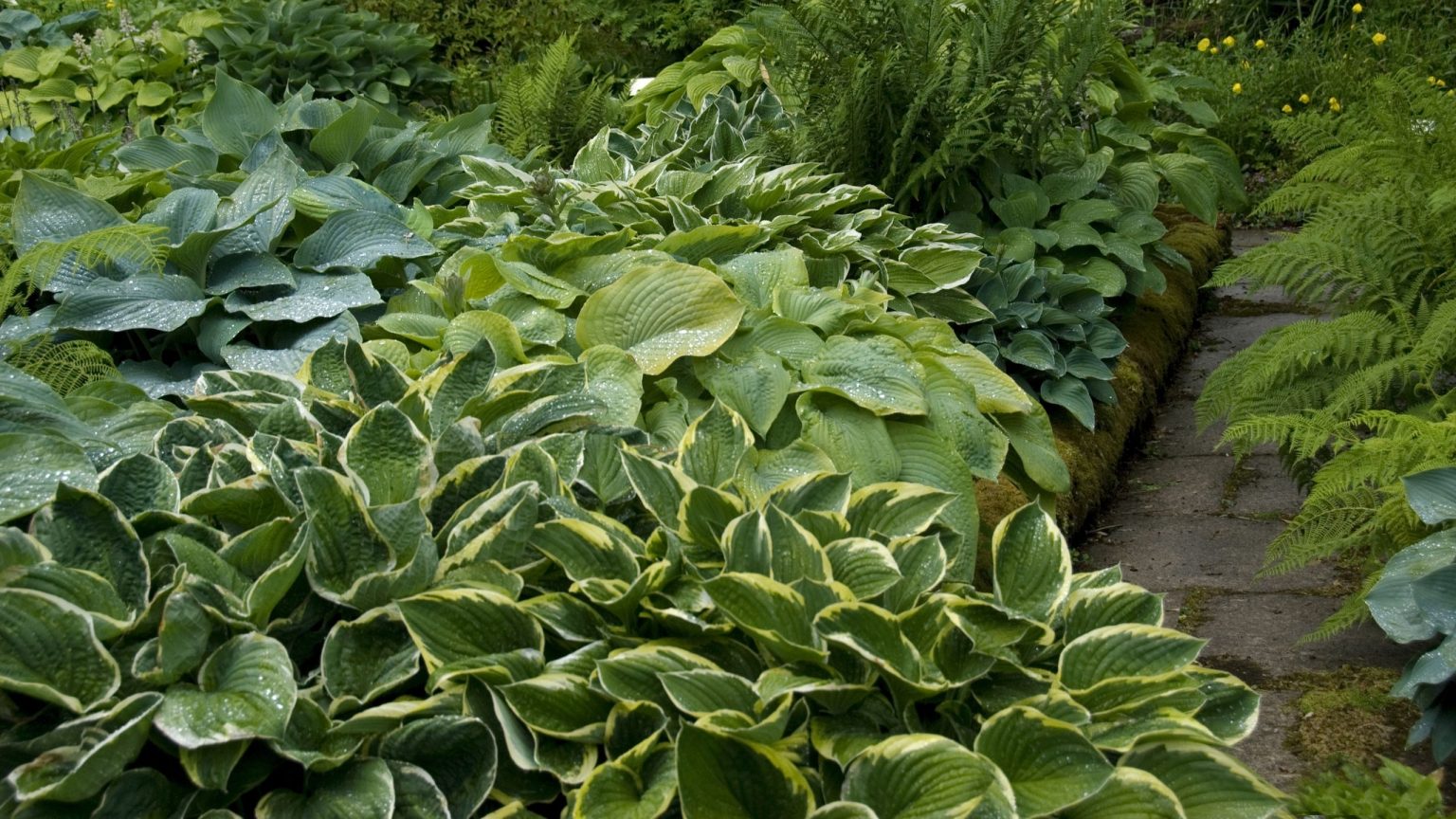 Si vous cultivez des hostas, ne sautez pas ce travail d’été essentiel – cela garantira le meilleur affichage de feuilles vibrantes Si vous cultivez des hostas, ne sautez pas ce travail d’été essentiel – cela garantira le meilleur affichage de feuilles vibrantes