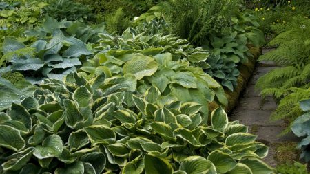 Si vous cultivez des hostas, ne sautez pas ce travail d’été essentiel – cela garantira le meilleur affichage de feuilles vibrantes