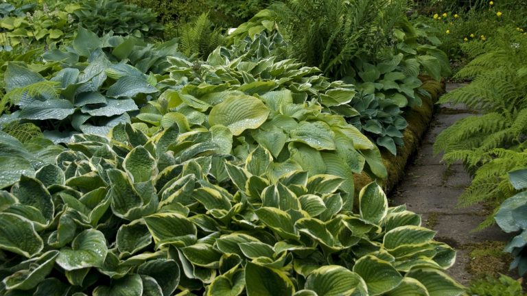 Si vous cultivez des hostas, ne sautez pas ce travail d’été essentiel – cela garantira le meilleur affichage de feuilles vibrantes
