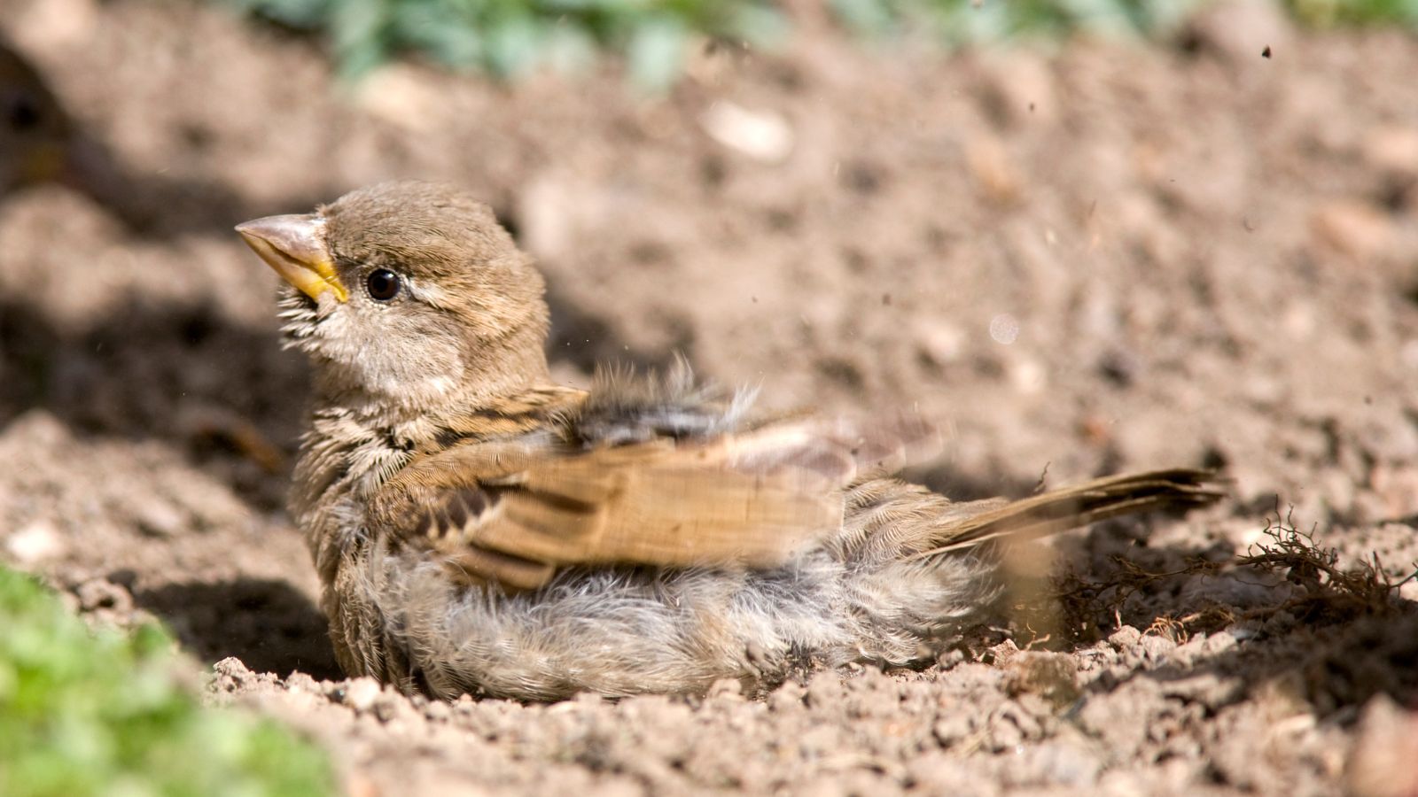 Bain d'oiseaux dans un champ de poussière