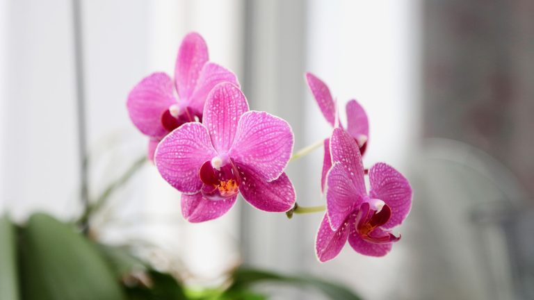 Ce dont votre orchidée a besoin après la floraison en août – pour la préparer à une floraison encore meilleure l’année prochaine