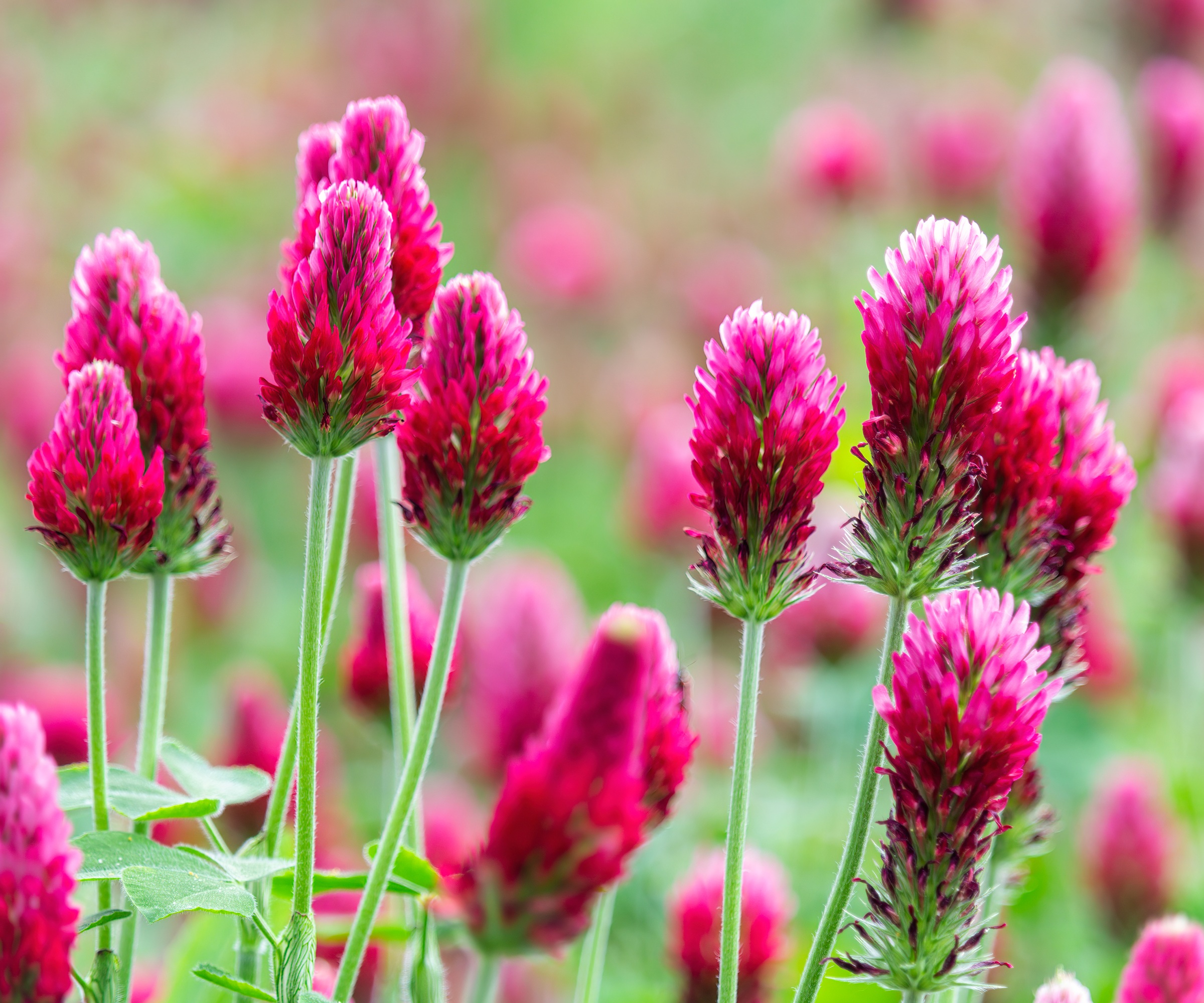 Crimson Clover, culture de couverture de fin d'été