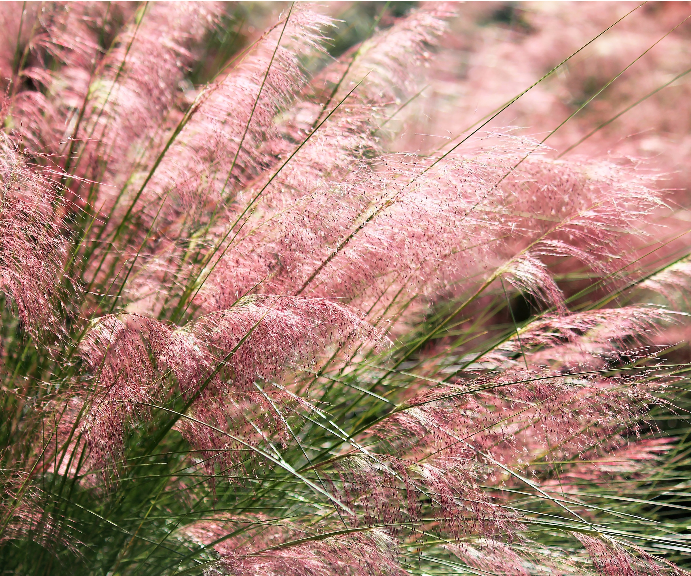 Herbe muhly rose
