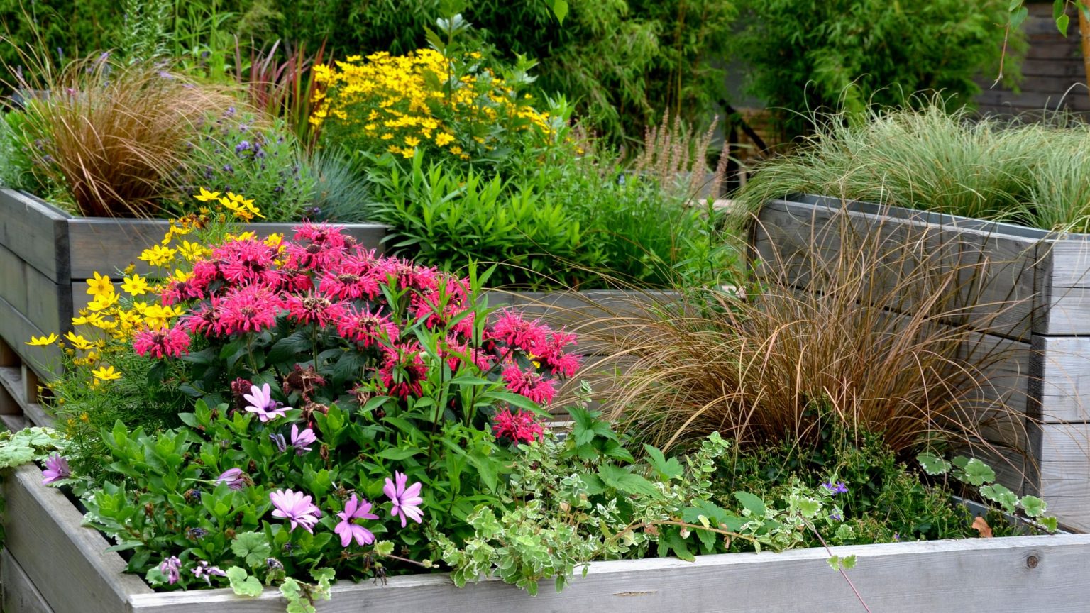Que planter dans les plates-bandes surélevées en août – 7 plantes incontournables pour prolonger la saison Que planter dans les plates-bandes surélevées en août – 7 plantes incontournables pour prolonger la saison