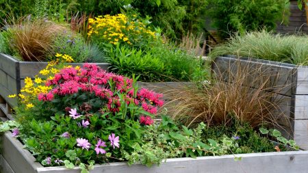 Que planter dans les plates-bandes surélevées en août – 7 plantes incontournables pour prolonger la saison