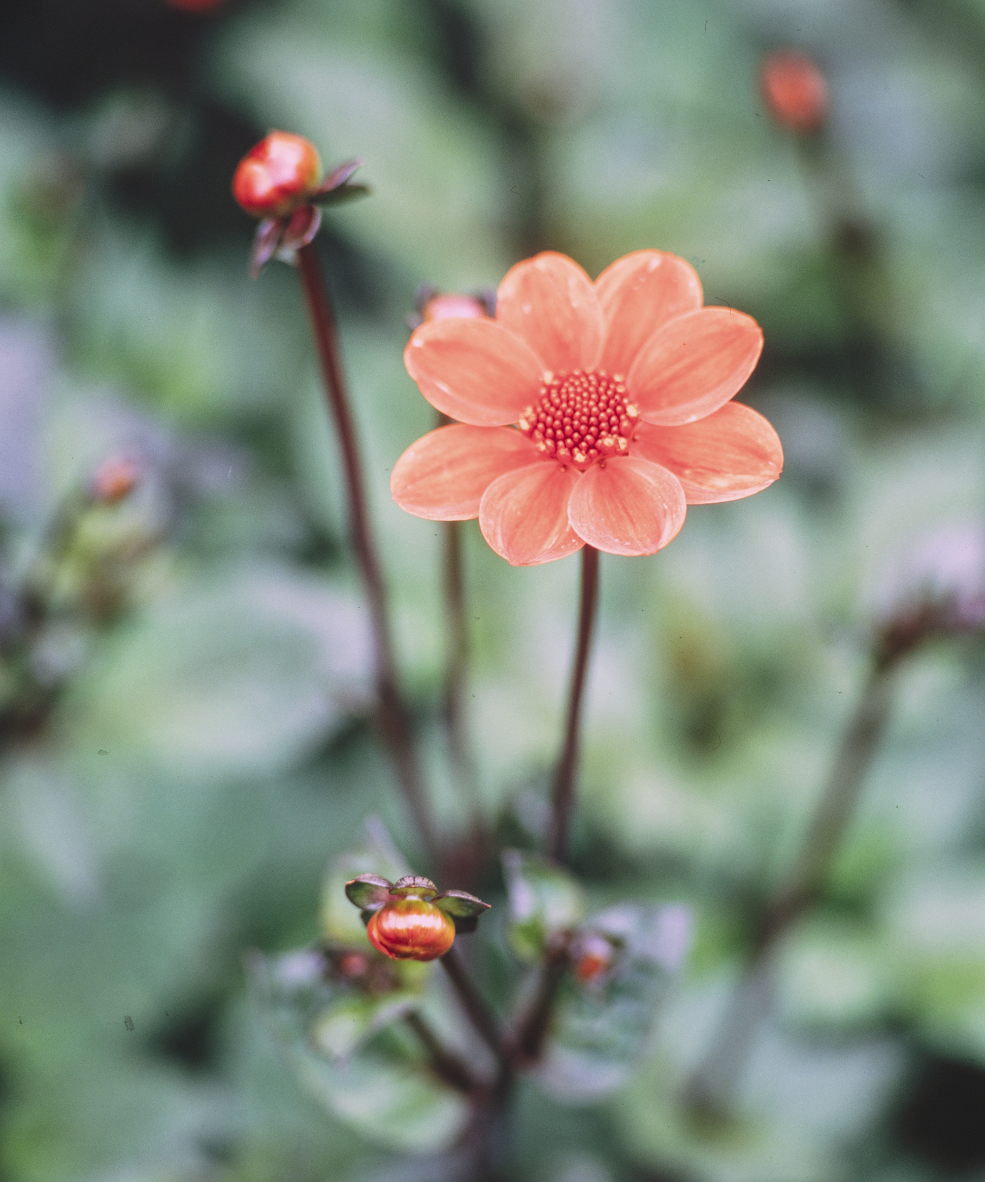 Un dahlia rouge fleurit et divers bourgeons photographiés de près
