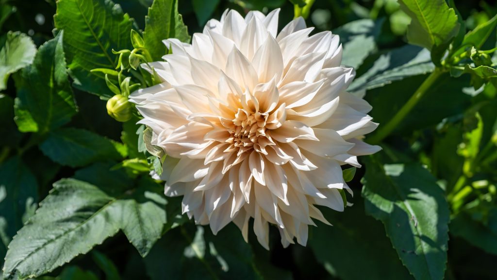Faites ce travail de Dahlia de 5 minutes cette semaine pour obtenir des fleurs encore plus grandes – Idéal pour couper et arranger
