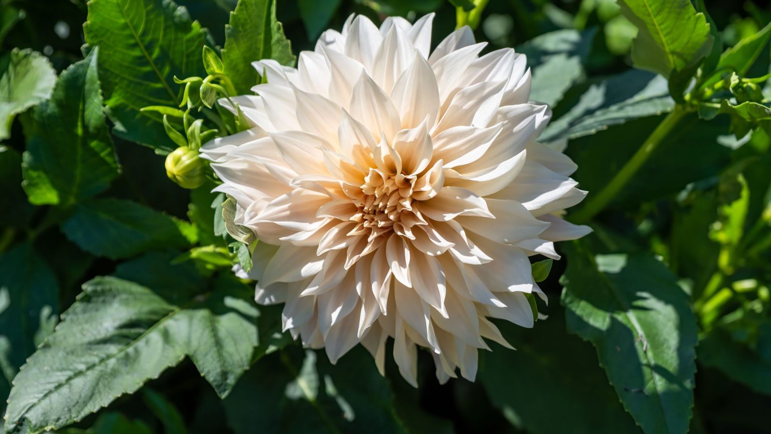 Faites ce travail de Dahlia de 5 minutes cette semaine pour obtenir des fleurs encore plus grandes – Idéal pour couper et arranger Faites ce travail de Dahlia de 5 minutes cette semaine pour obtenir des fleurs encore plus grandes – Idéal pour couper et arranger
