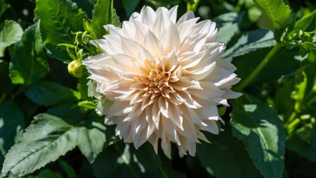 Faites ce travail de Dahlia de 5 minutes cette semaine pour obtenir des fleurs encore plus grandes – Idéal pour couper et arranger