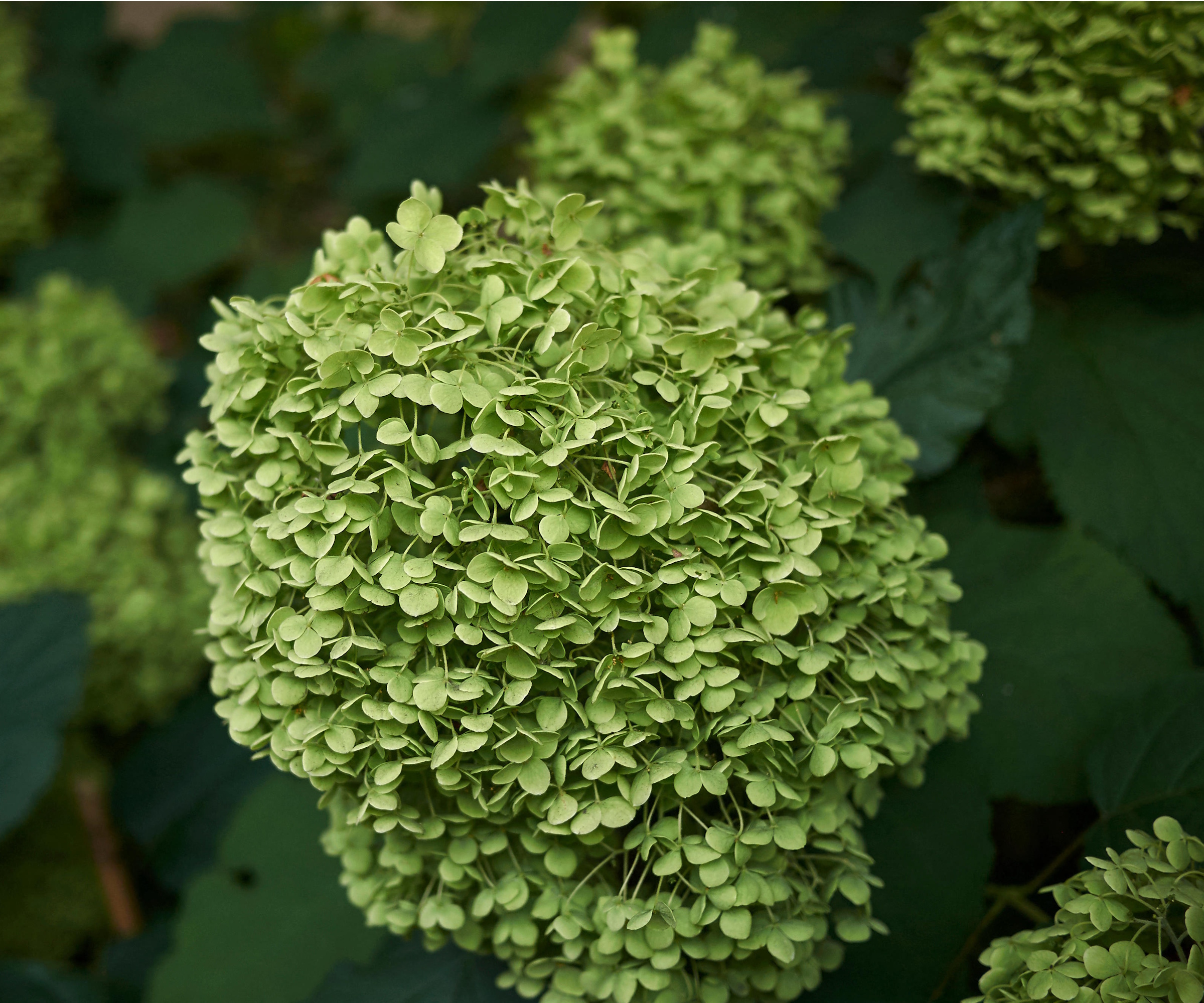Fleurs d'hortensia vertes