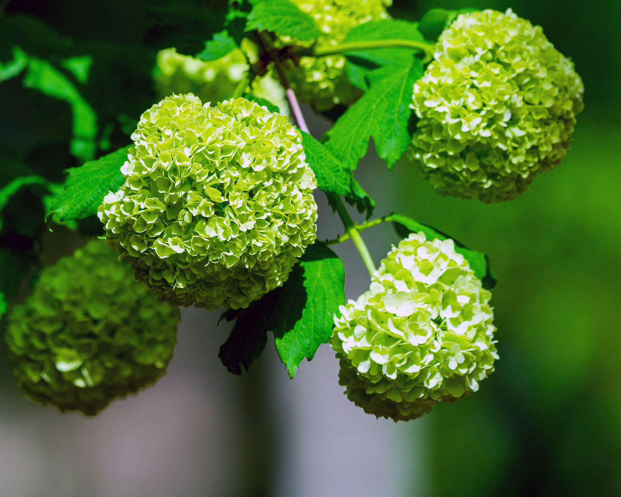 Un gros plan d'hortensia vert ou d'Hydrangea macrophylla fleurit au printemps et en été dans un jardin de ville. Les Japonais appellent cette fleur Ajisai