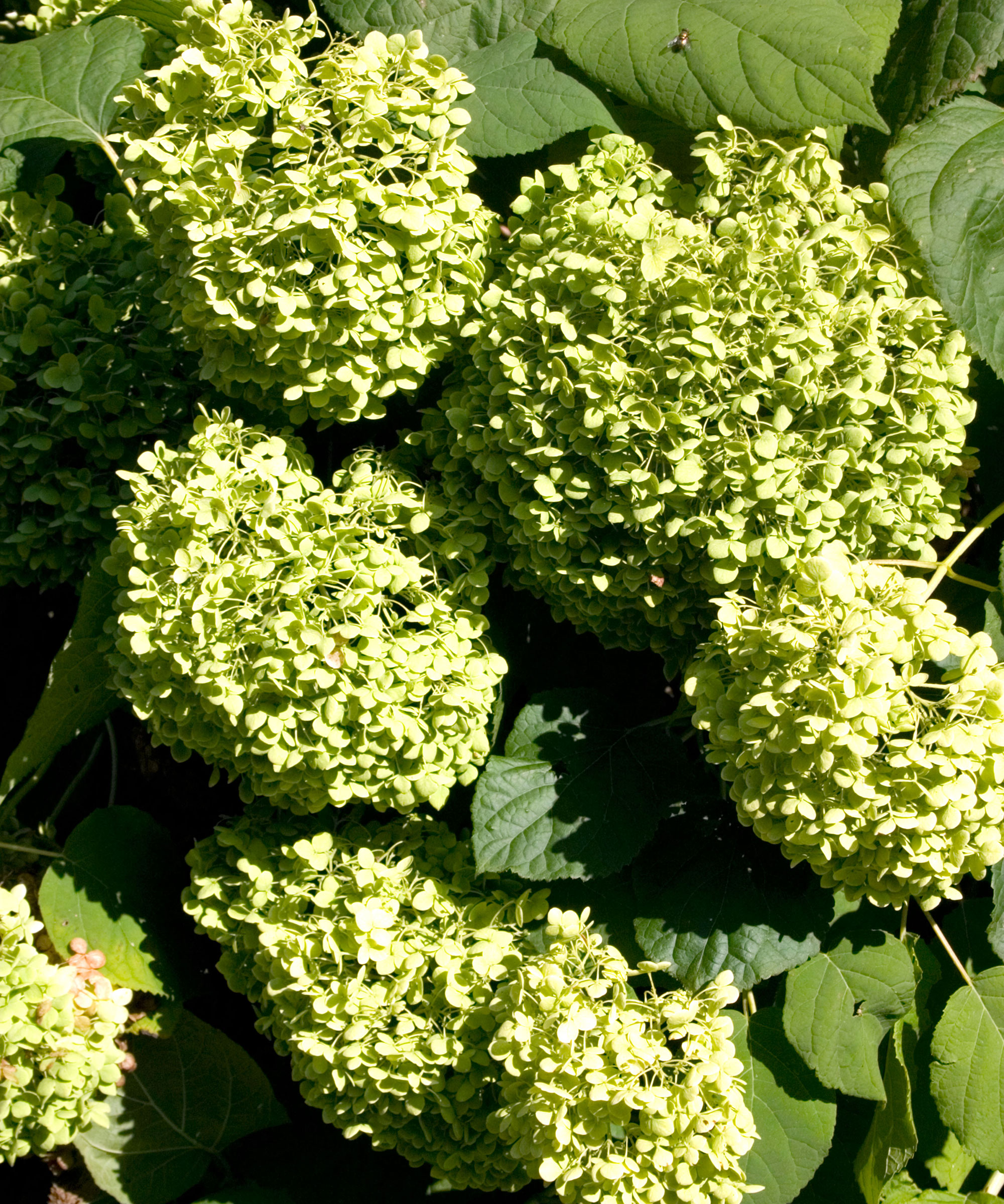 Buisson d'hortensia vert avec des fleurs. Saint Paul Minnesota États-Unis