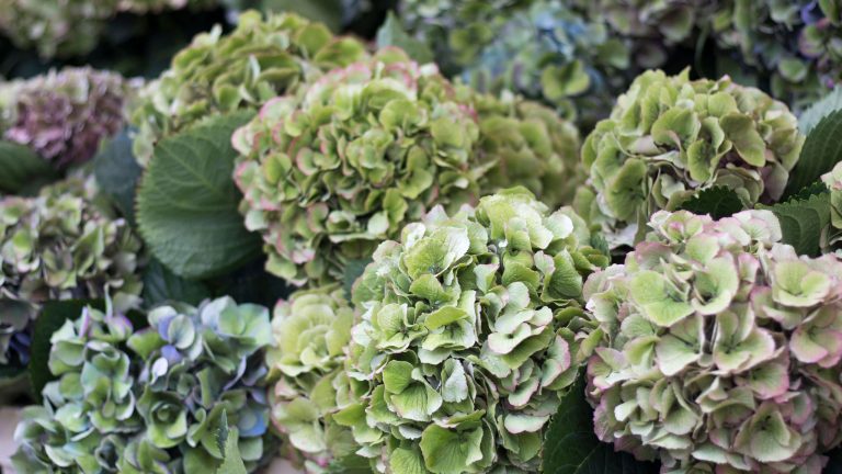 Pourquoi mes hortensias deviennent-ils verts ? La raison surprenante derrière le changement de couleur