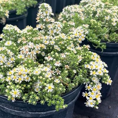 Aster de ferme vivace Ericoides &lsquo;rafale de neige&rsquo; (Aster de bruyère blanc) &ndash ; Vivace vivante dans le récipient n°1, fleurs blanches à faible croissance ressemblant à des marguerites, couvre-sol compact, idéal pour les bordures et les jardins. Jardins de pollinisateurs