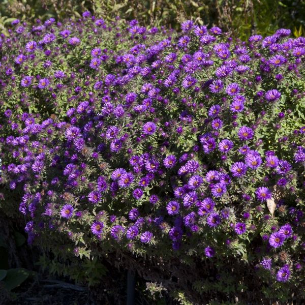 Aster de Nouvelle-Angleterre à dôme violet