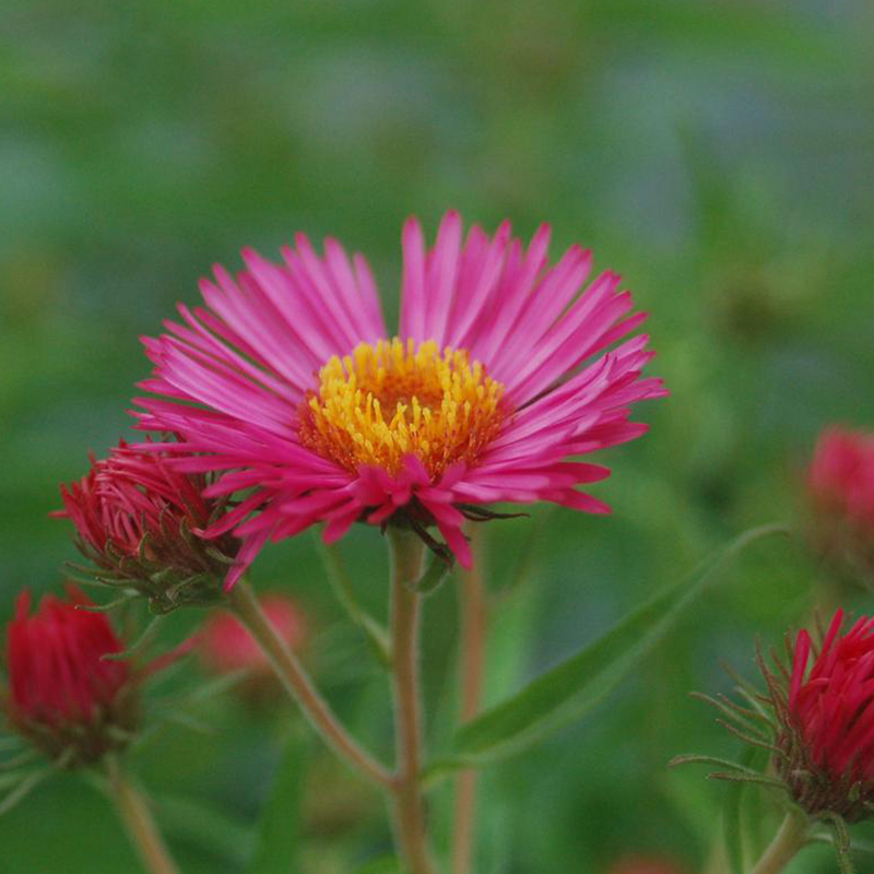 Aster commun de la Nouvelle-Angleterre