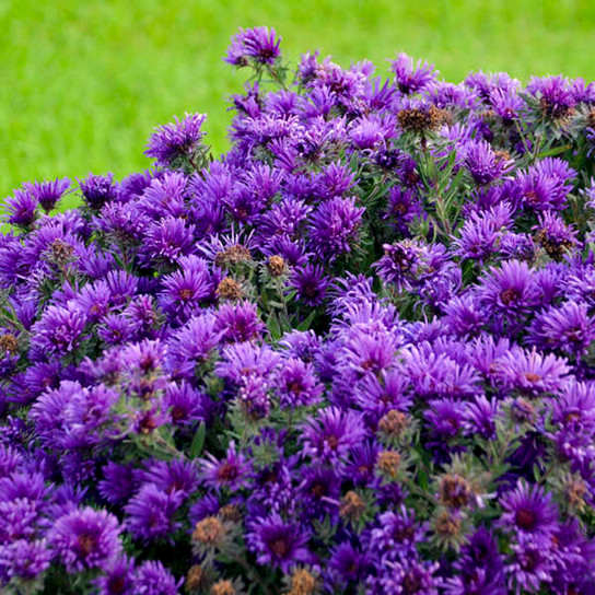Aster écrasé de raisin Plant Addicts