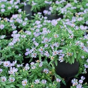 Plante vivace Aster Oblongifolius 'octobre Skies' (Aster aromatique) &ndash; Plante vivace vivante dans le contenant n°1, fleurs bleu ciel parfumées, port en monticule, respectueuse des pollinisateurs, idéale pour les bordures et les jardins. Prés