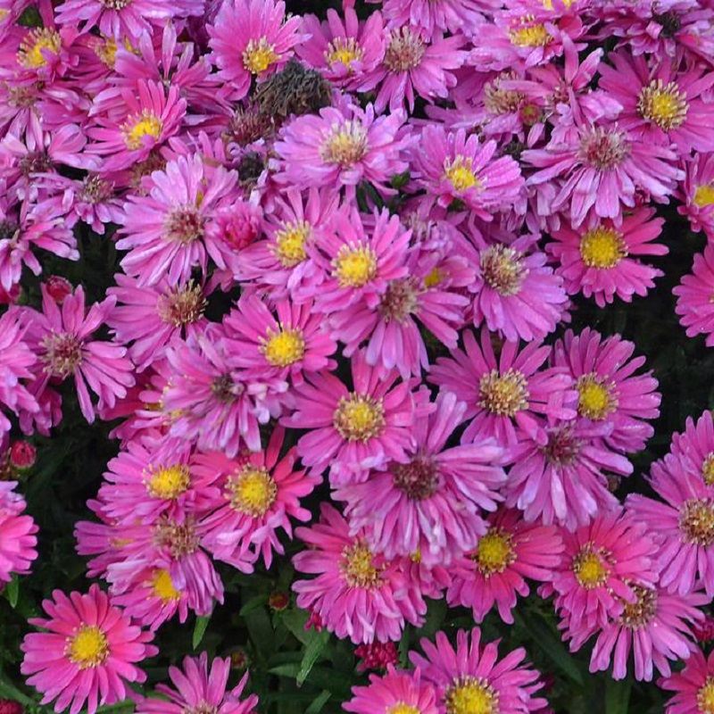 Aster d'automne rouge carmin