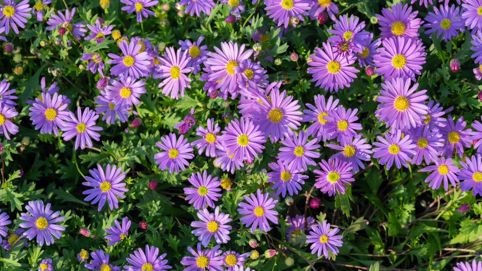 Si votre jardin commence déjà à paraître terne, plantez cette plante vivace indigène – elle met un éclat de couleurs tout l’automne Si votre jardin commence déjà à paraître terne, plantez cette plante vivace indigène – elle met un éclat de couleurs tout l’automne