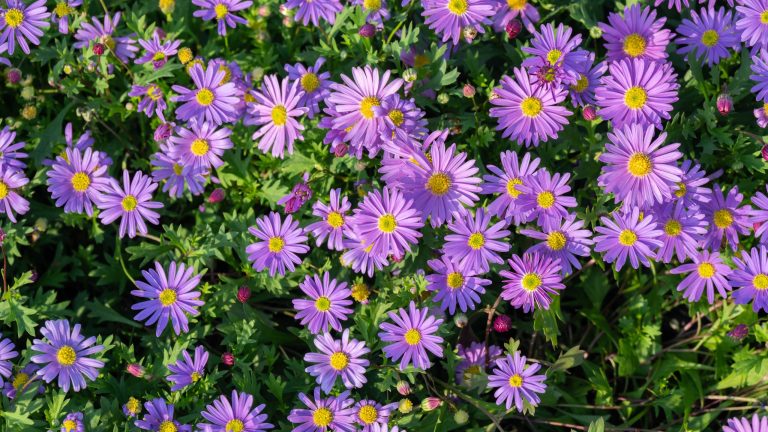 Si votre jardin commence déjà à paraître terne, plantez cette plante vivace indigène – elle met un éclat de couleurs tout l’automne