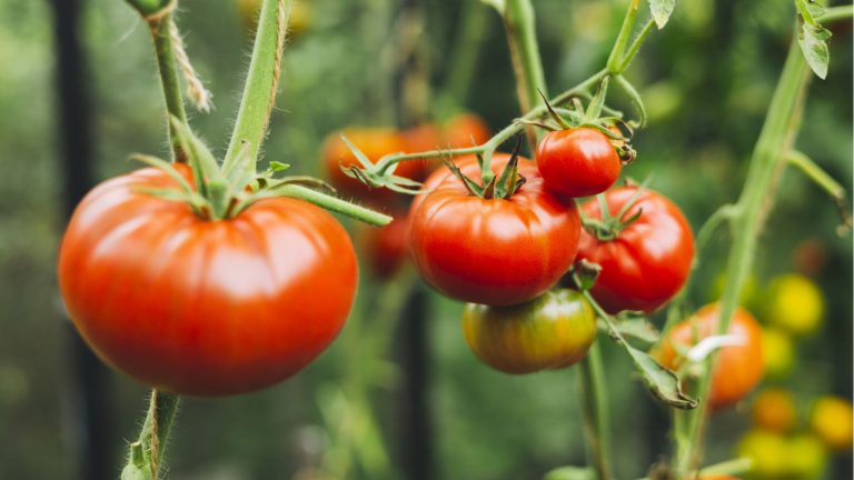 Des plants de tomates flétris? Cet outil à 13 $ pourrait être le sauvetage dont ils ont besoin en cas de canicule : il fournit de l'eau directement aux racines