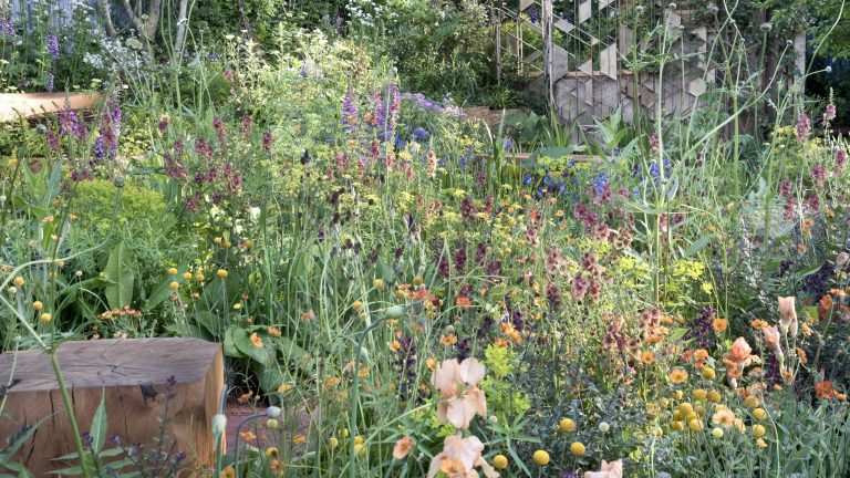 Vous pouvez encore semer des fleurs en août – 7 choix pour une floraison rapide ou des années de couleurs glorieuses