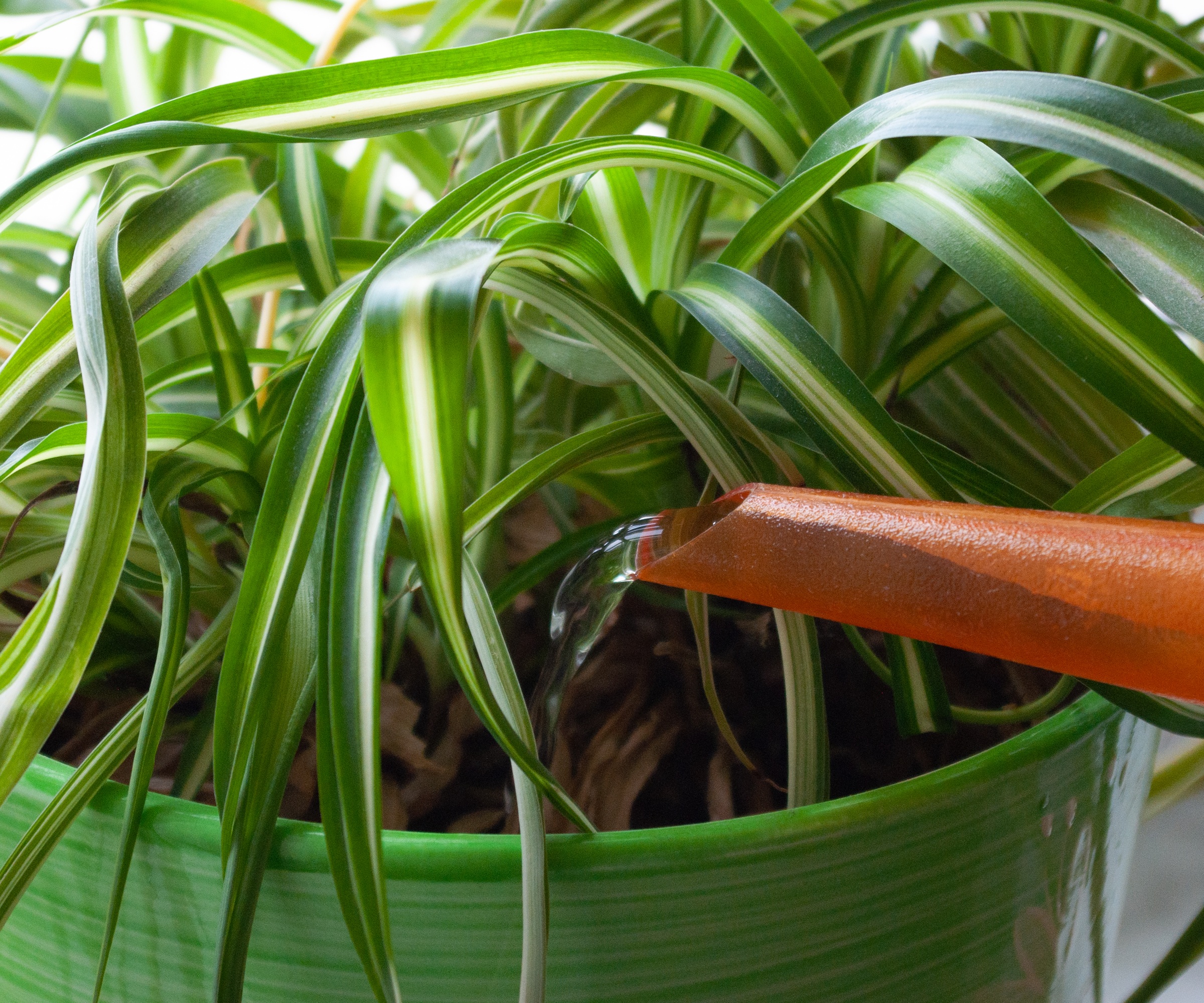 arroser la plante araignée avec un arrosoir