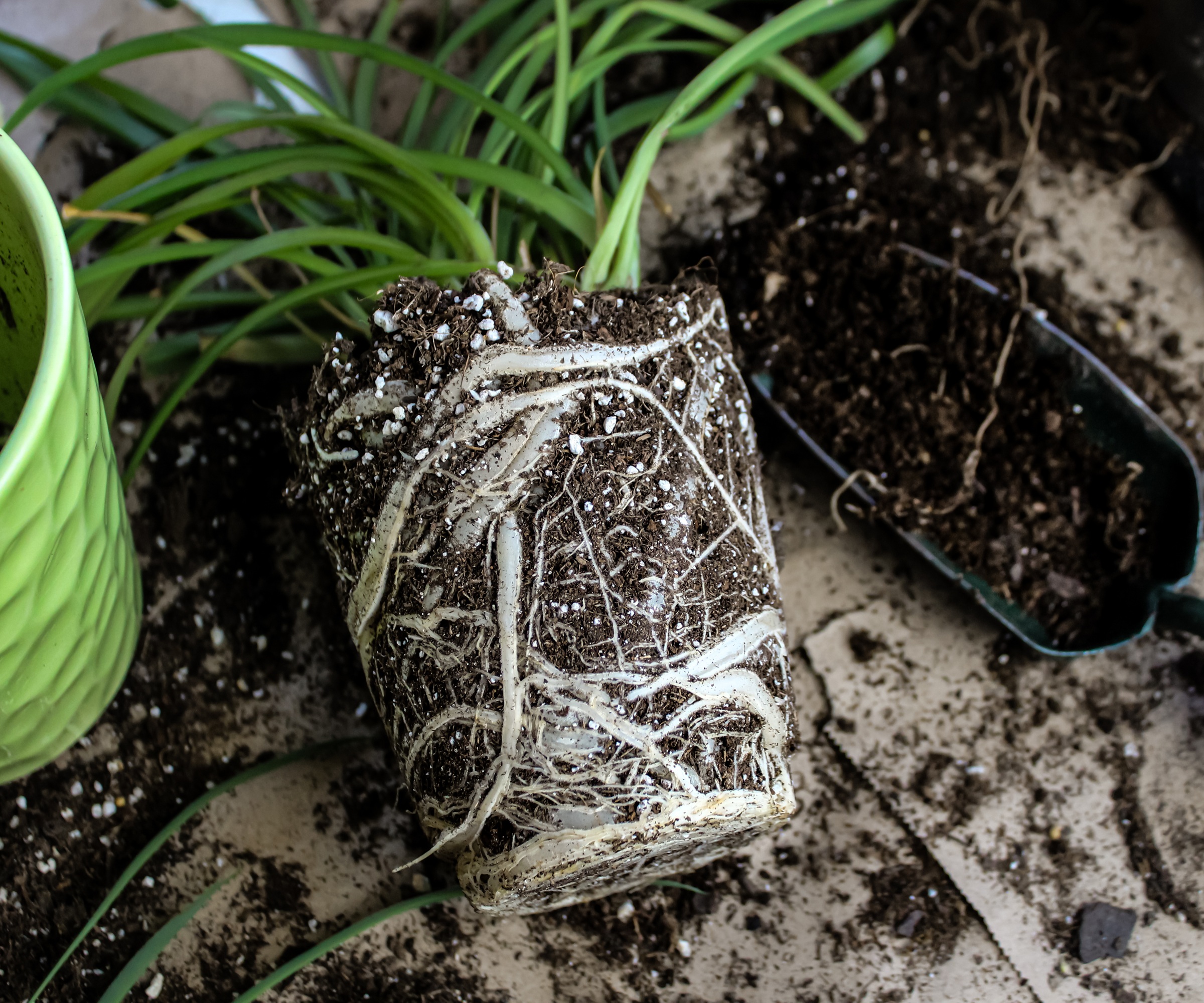 rempotage de la plante araignée