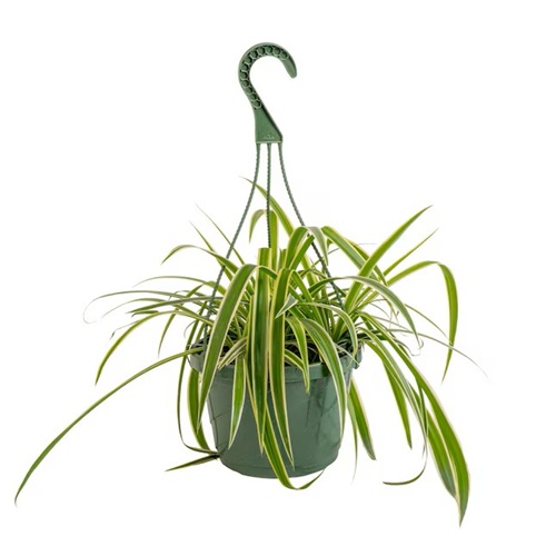 Lowe's Costa Farms Pot de culture suspendu pour plante araignée 3 8 po