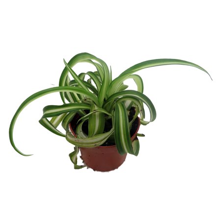 Bonnie Curly Spider Plant - Plante à air pur - 2,5