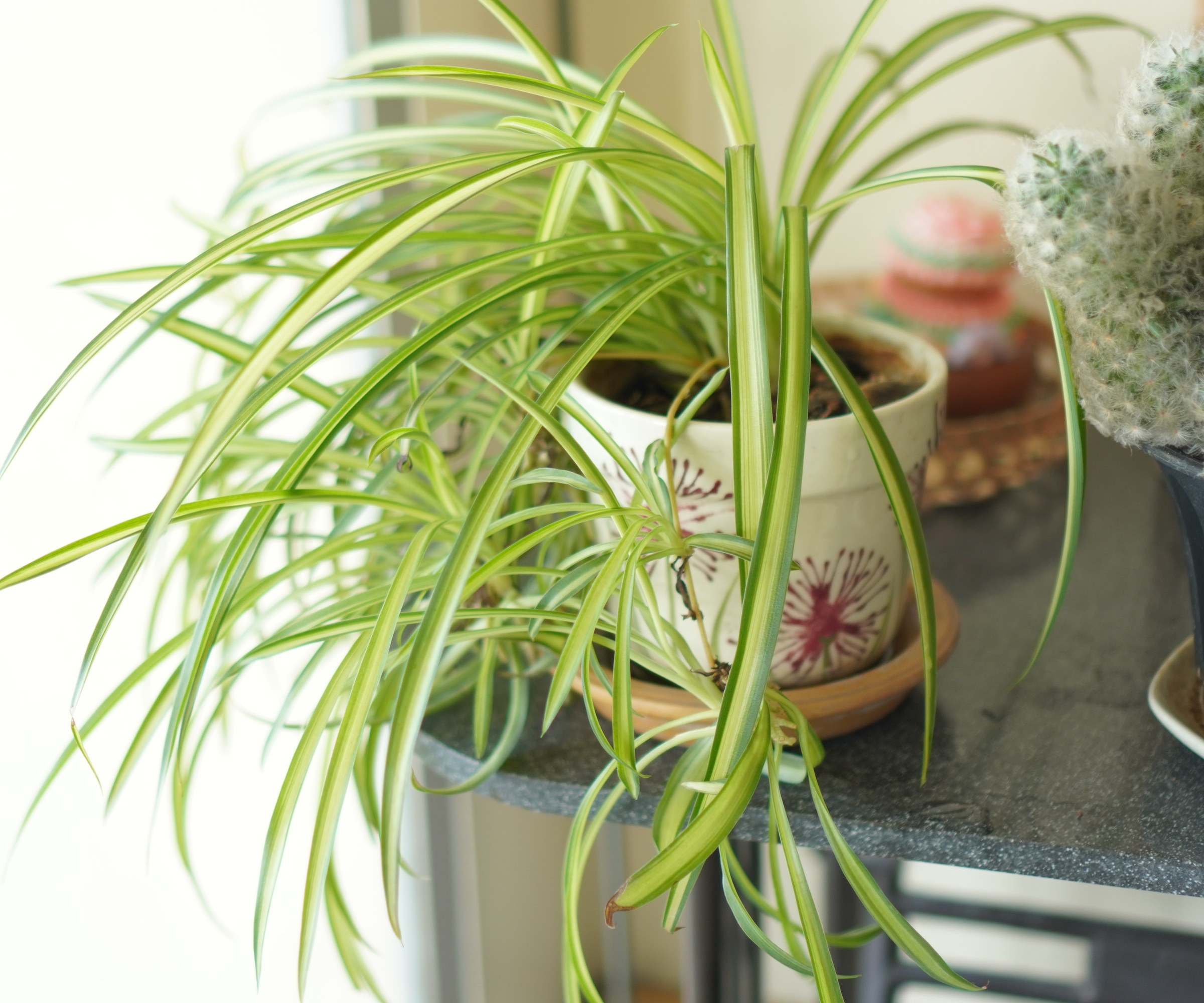 Plante araignée près de la fenêtre