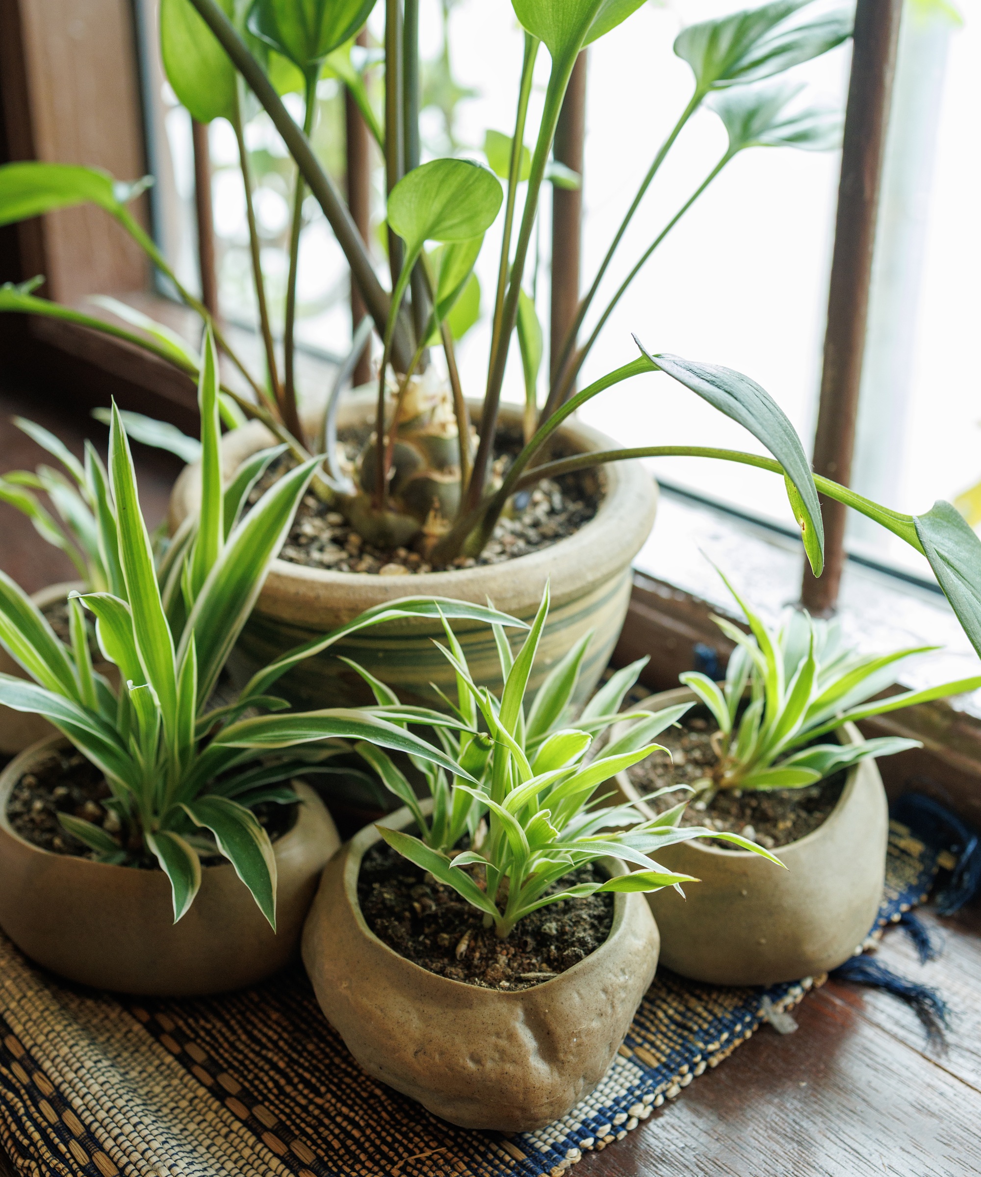 Groupe de plantes d'intérieur