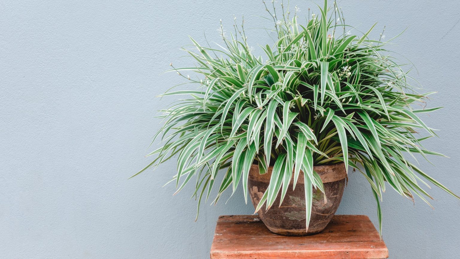 Que faire avec une plante araignée en août – 5 tâches pour des plantes saines et des feuilles brillantes Que faire avec une plante araignée en août – 5 tâches pour des plantes saines et des feuilles brillantes