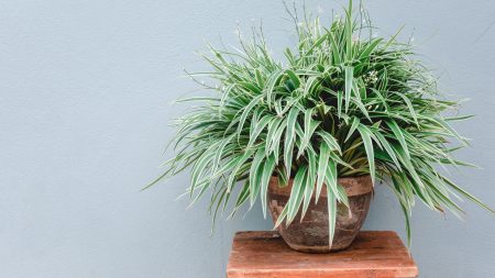 Que faire avec une plante araignée en août – 5 tâches pour des plantes saines et des feuilles brillantes