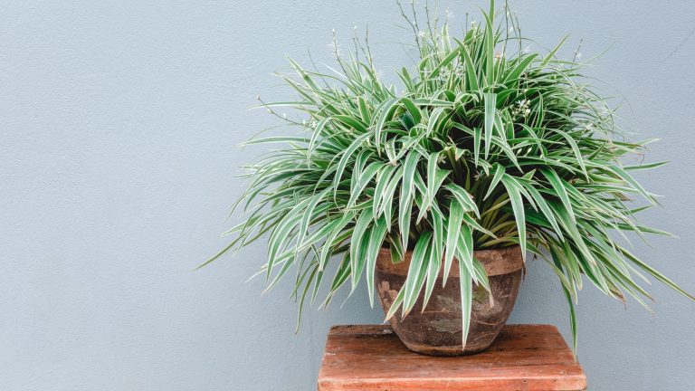 Que faire avec une plante araignée en août – 5 tâches pour des plantes saines et des feuilles brillantes