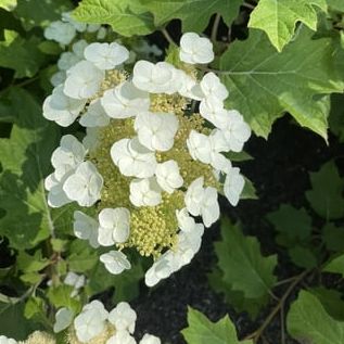 Bloomin' Arbuste vivant d'hortensia à feuilles de chêne Easy Toy Soldier