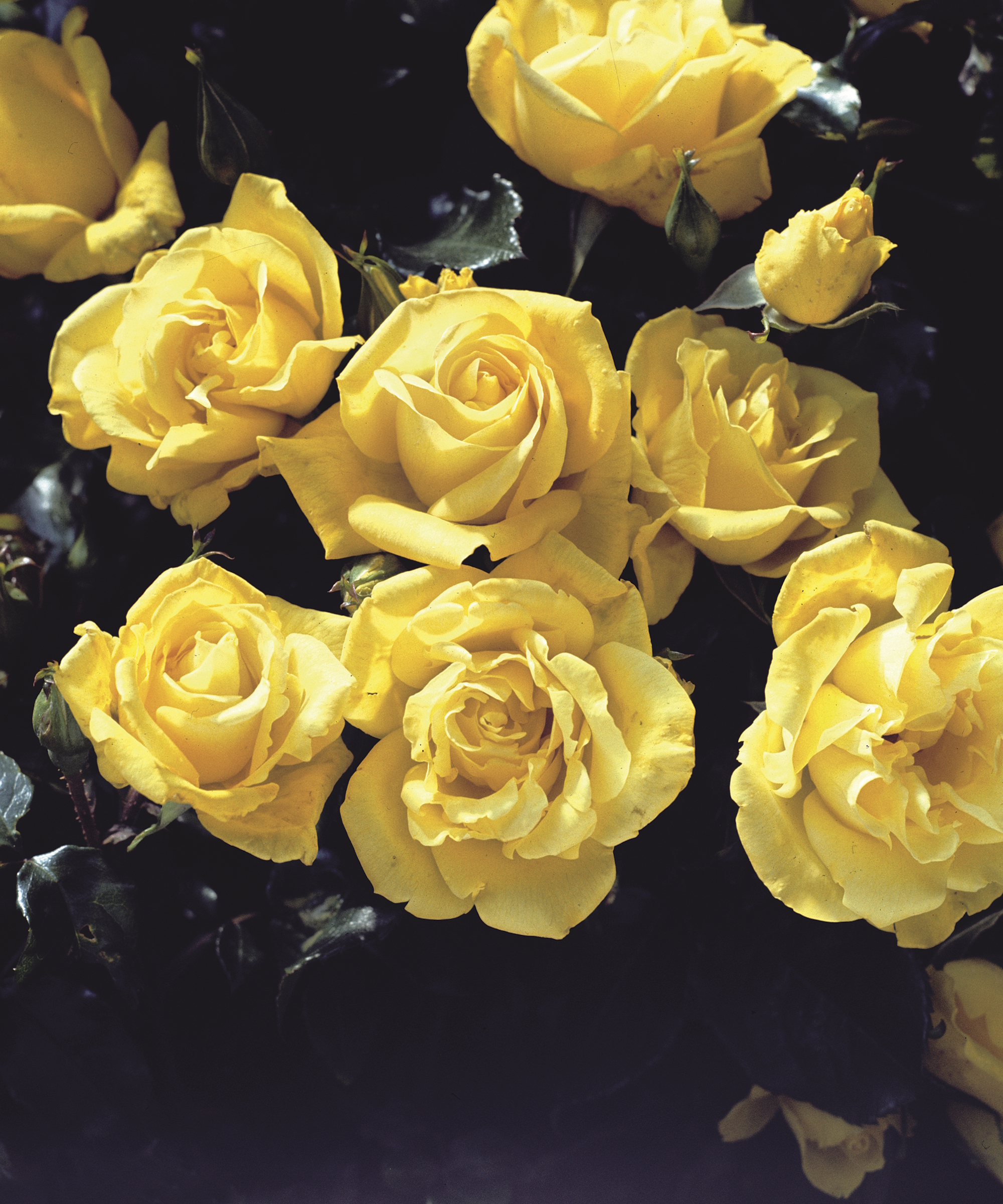 Les fleurs jaunes d'un Rose Goldgleam