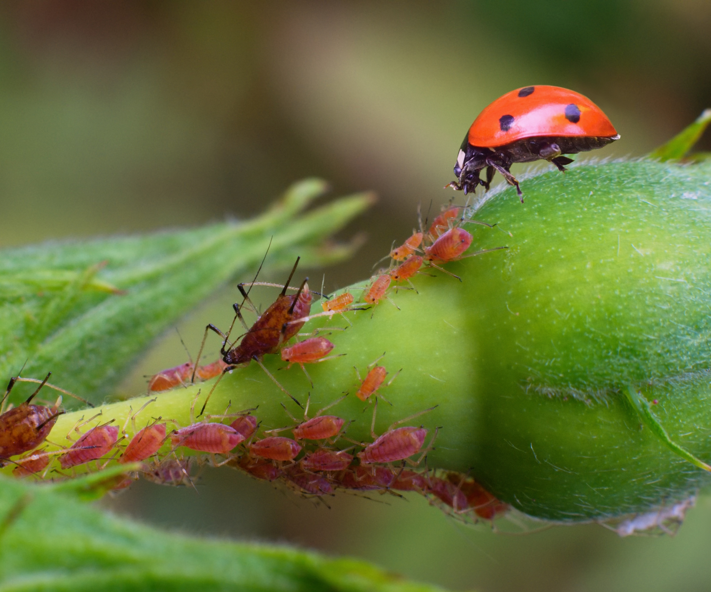 Une coccinelle chasse les pucerons sur un bouton de rose