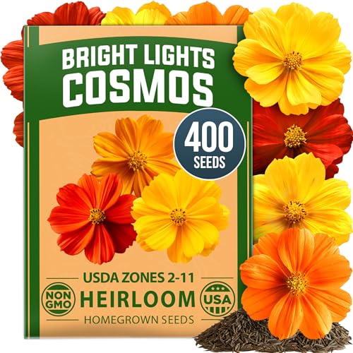 Mélange de graines Cosmos Bright Lights cultivées à la maison et ndash; 400 Cosmos Sulphureus pour la plantation au printemps 2026, mélange raffiné de graines d'herbes de fleurs sauvages, graines de fleurs d'extérieur faciles à cultiver pour les jardins