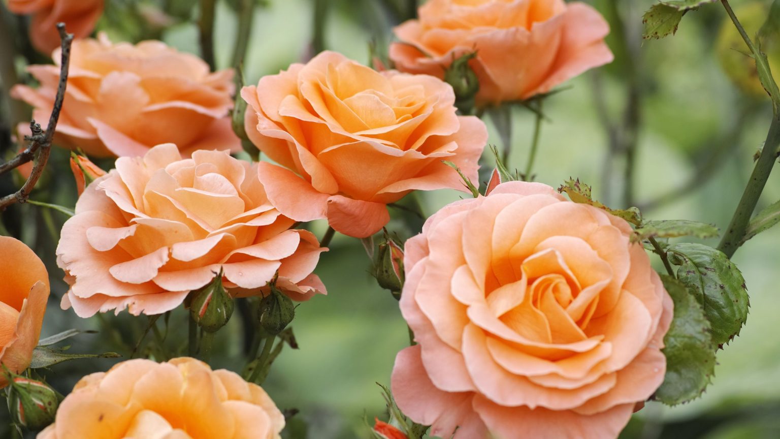 Si vous voyez des pucerons sur vos roses, faites-le dans les prochaines 24 heures pour éviter les floraisons de fin de saison. Si vous voyez des pucerons sur vos roses, faites-le dans les prochaines 24 heures pour éviter les floraisons de fin de saison.