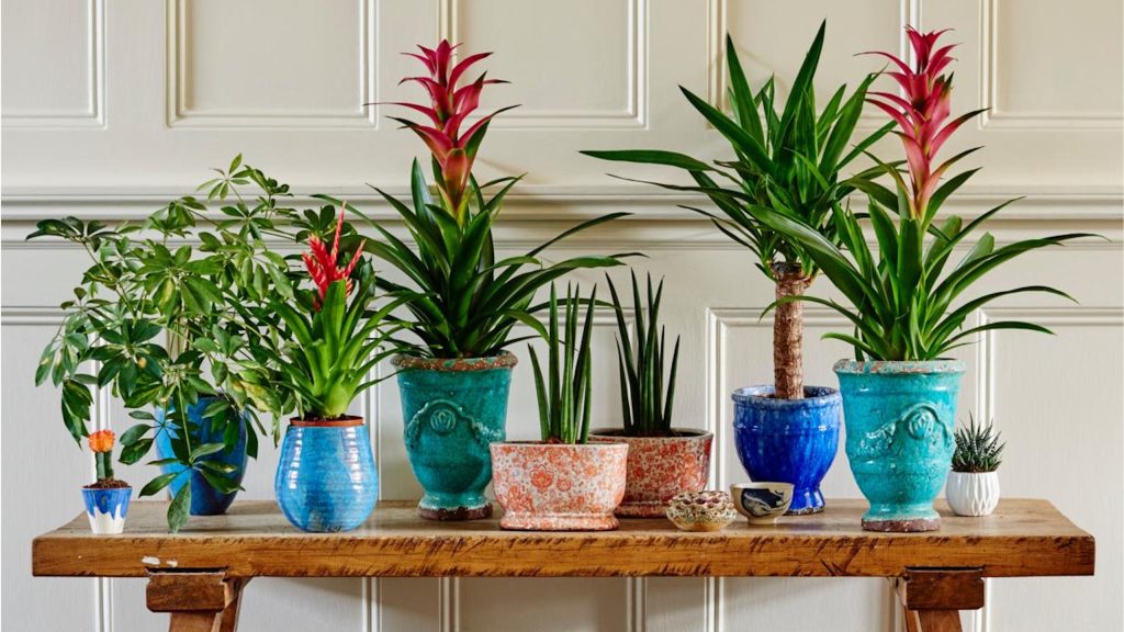 Si vous arrosez toujours trop vos plantes d’intérieur, remplacez la terre par du LECA – les galets d’argile virale que tout le monde utilise