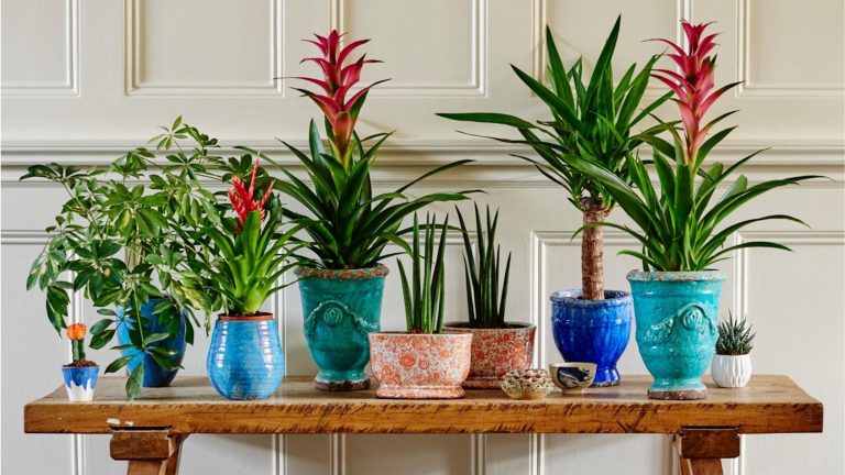 Si vous arrosez toujours trop vos plantes d’intérieur, remplacez la terre par du LECA – les galets d’argile virale que tout le monde utilise
