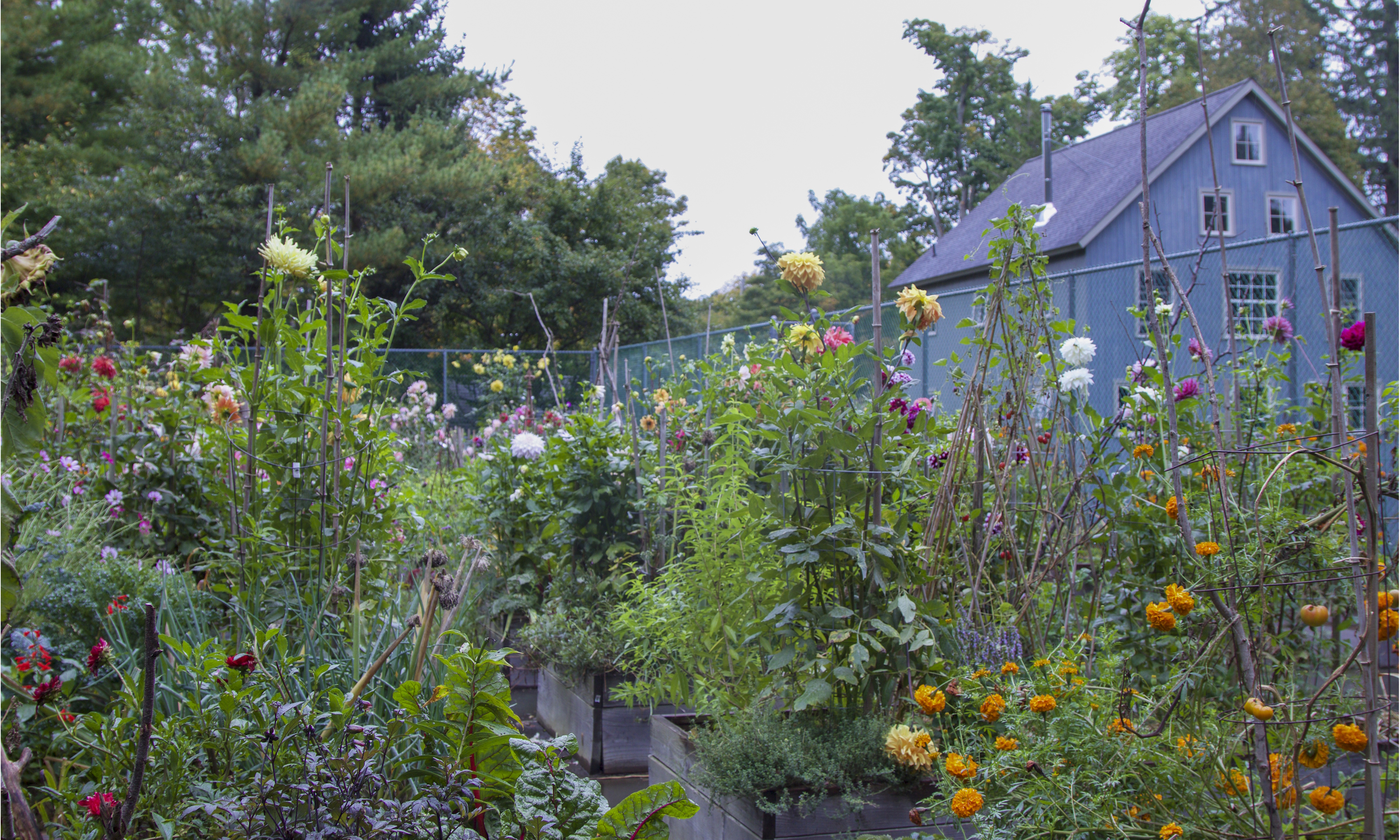 Jardin du court de tennis Frances Palmer