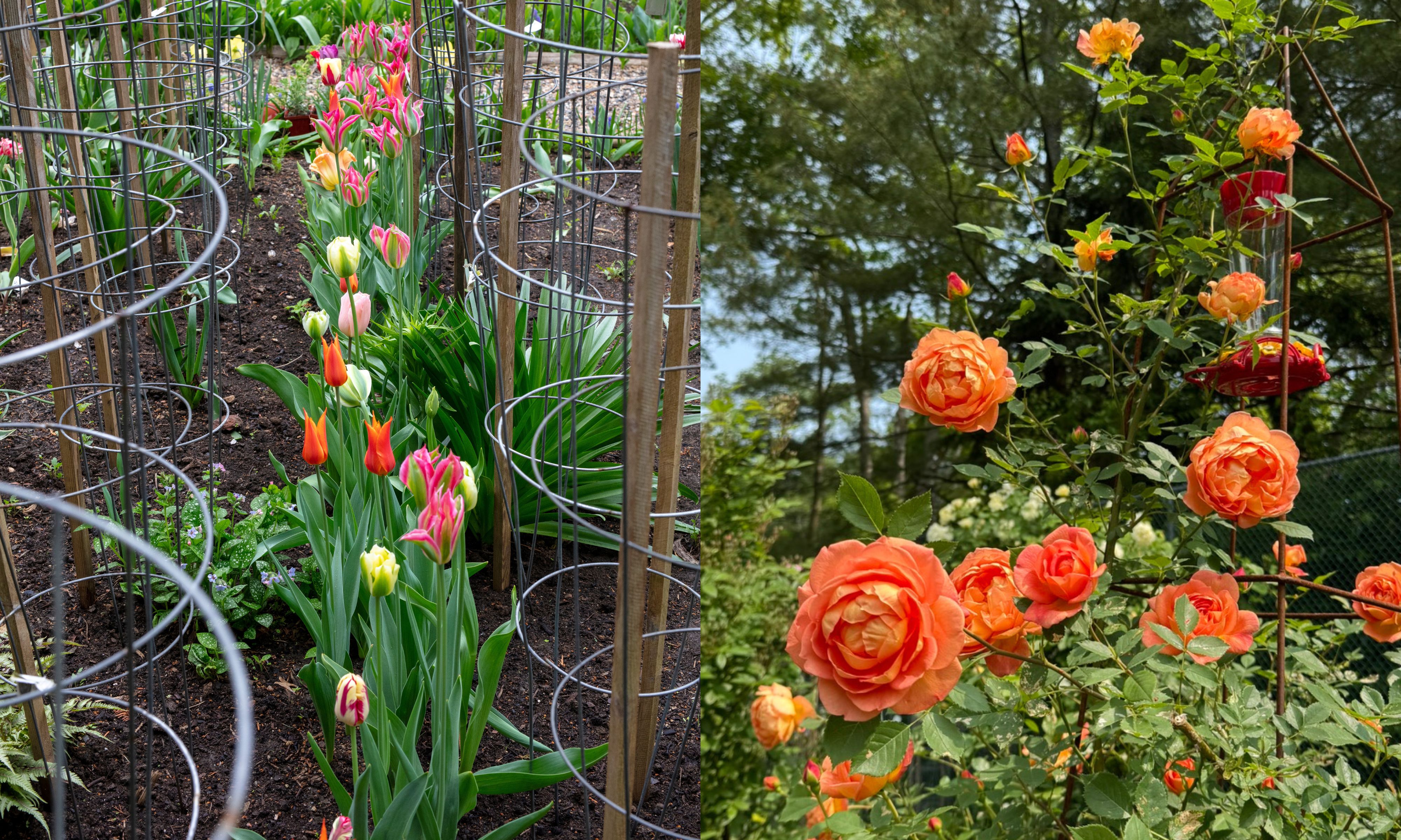 Le jardin de Frances Palmer avec des roses et des tulipes