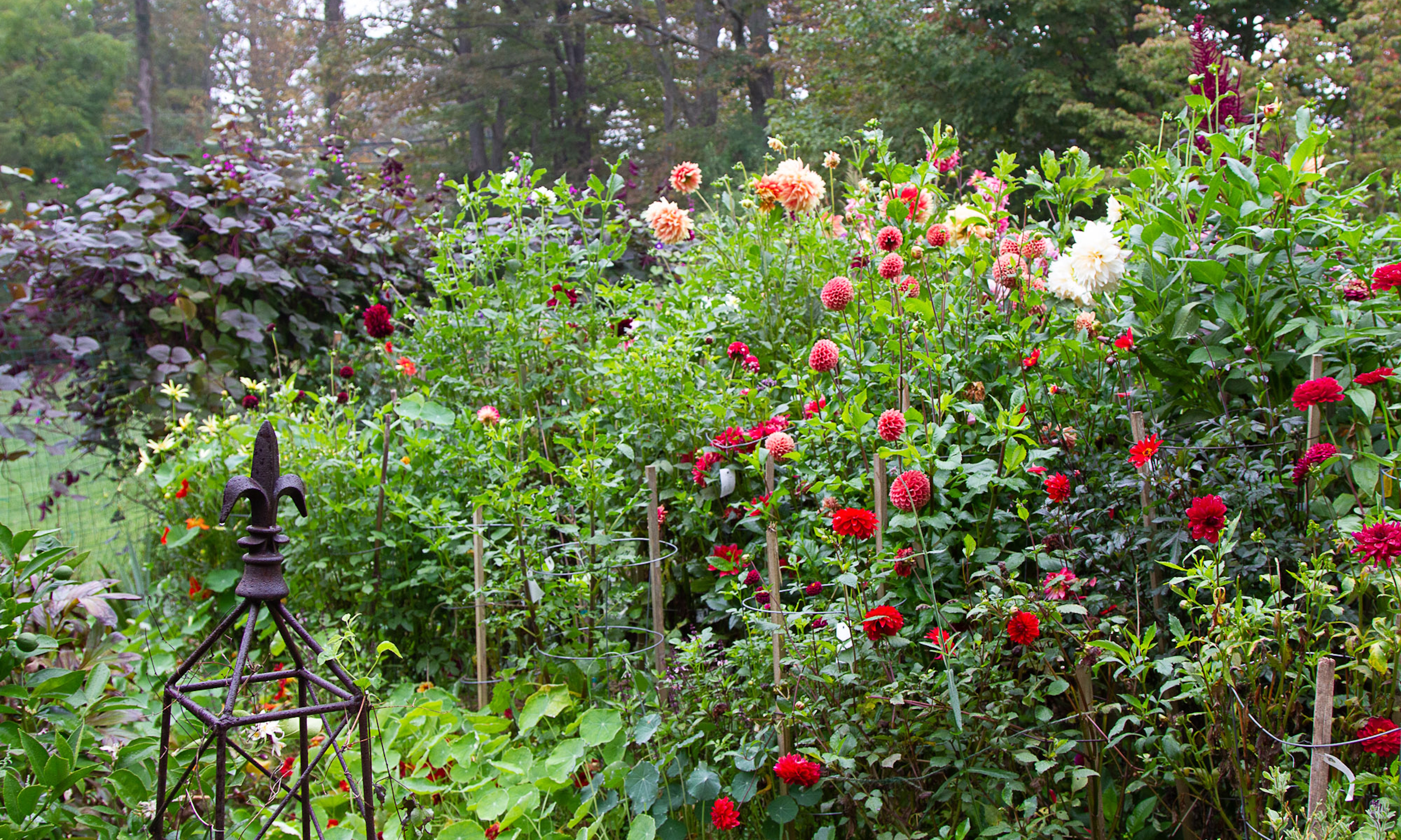 Jardin Frances Palmer plein de fleurs