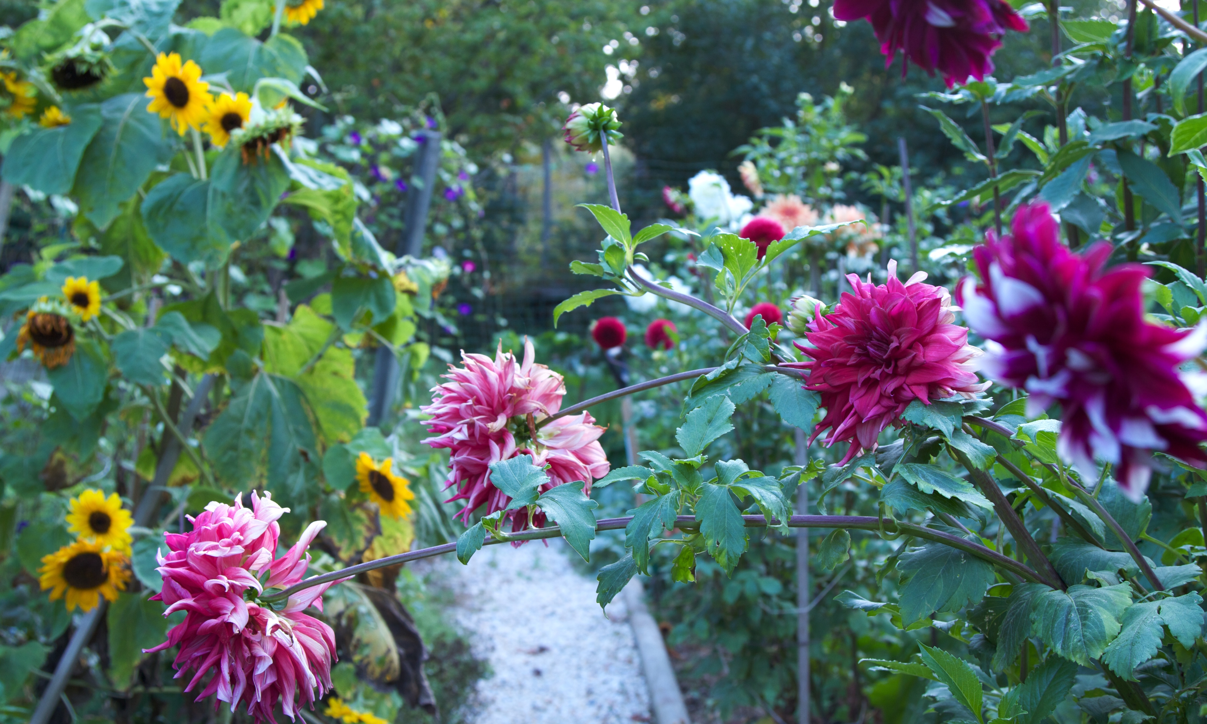 Parterres de fleurs de Frances Palmer avec dahlias et tournesols