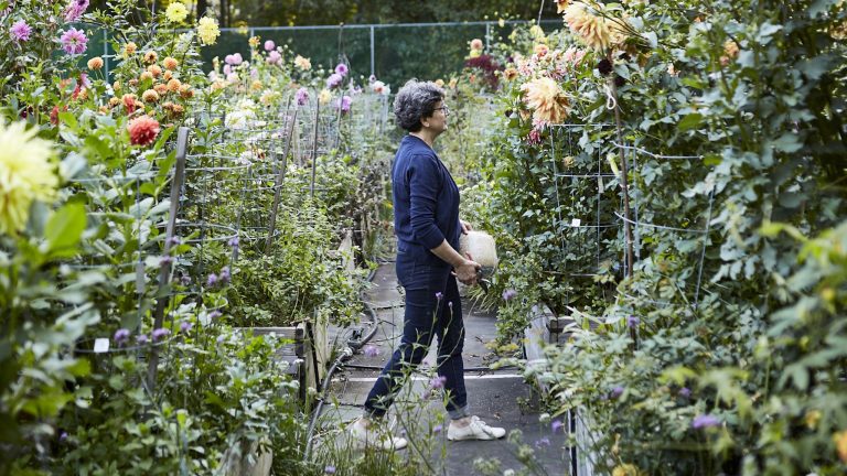 Frances Palmer in between dahlia beds