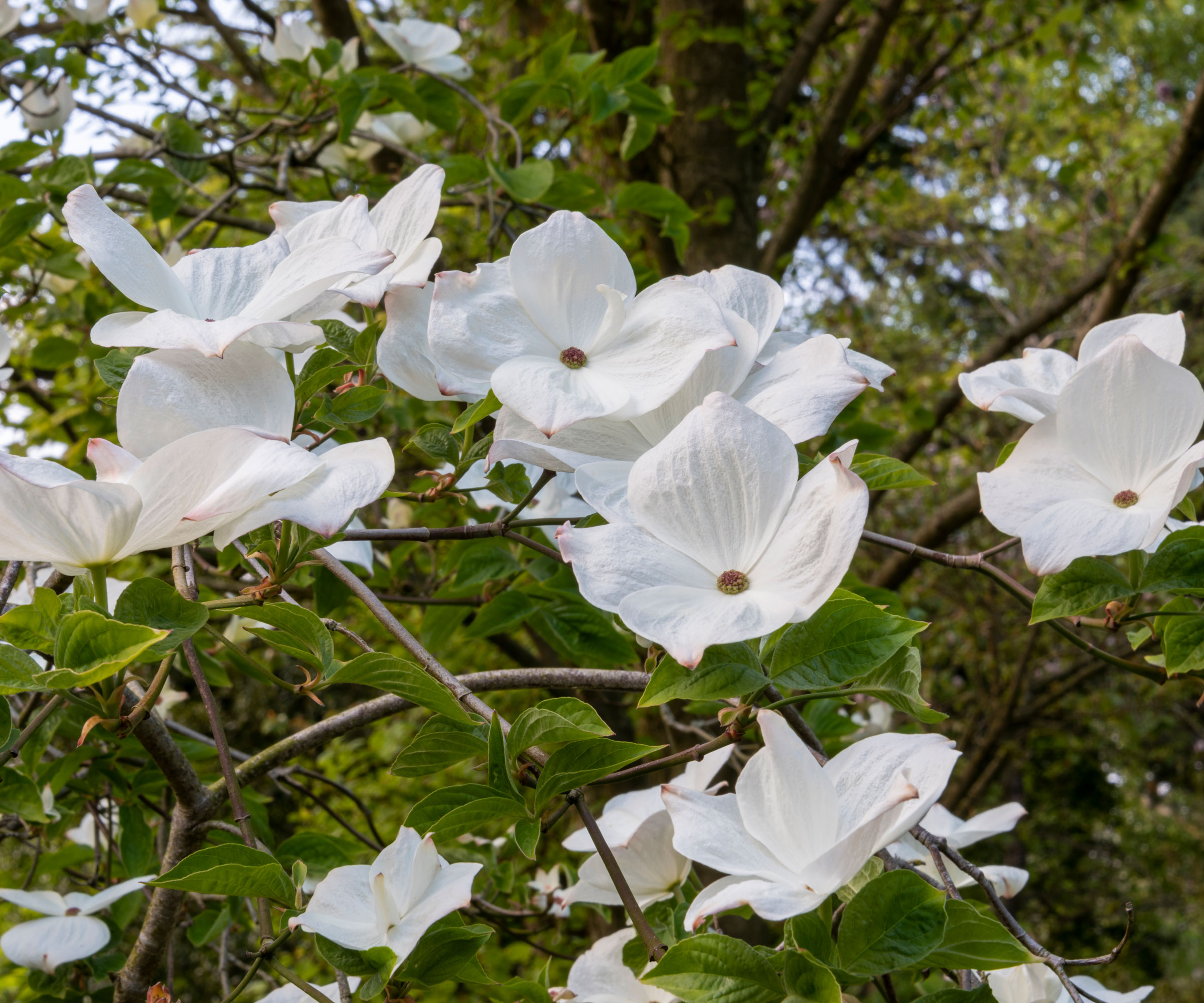 fleurs blanches du cornouiller 'Eddie's White Wonder'