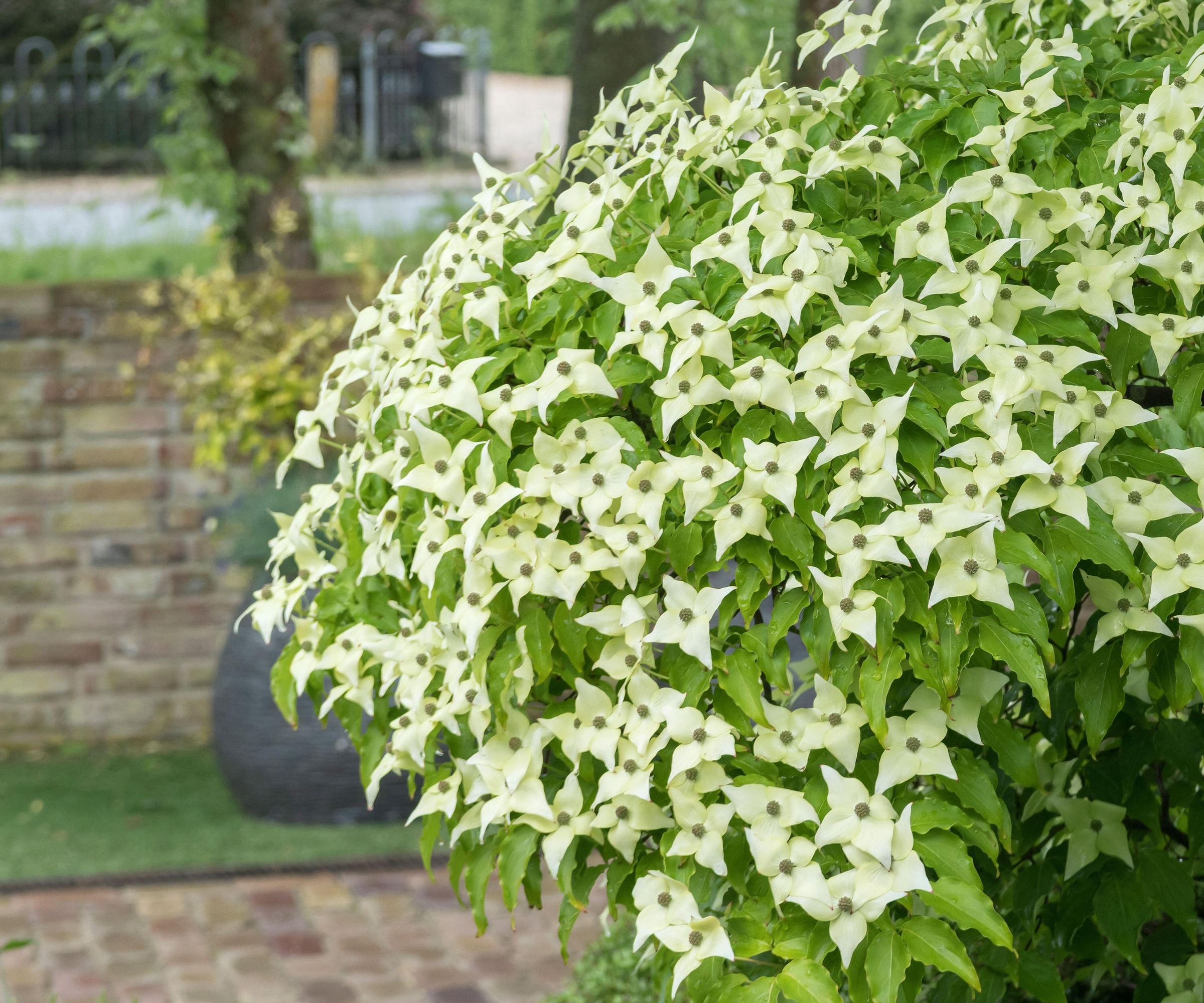 gros plan de l'usine de Cornus Kousa sur un patio